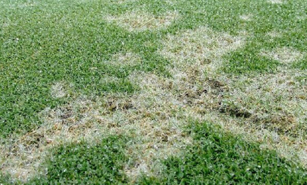 Dollar Spot | Ankara As Tarım Tohumculuk