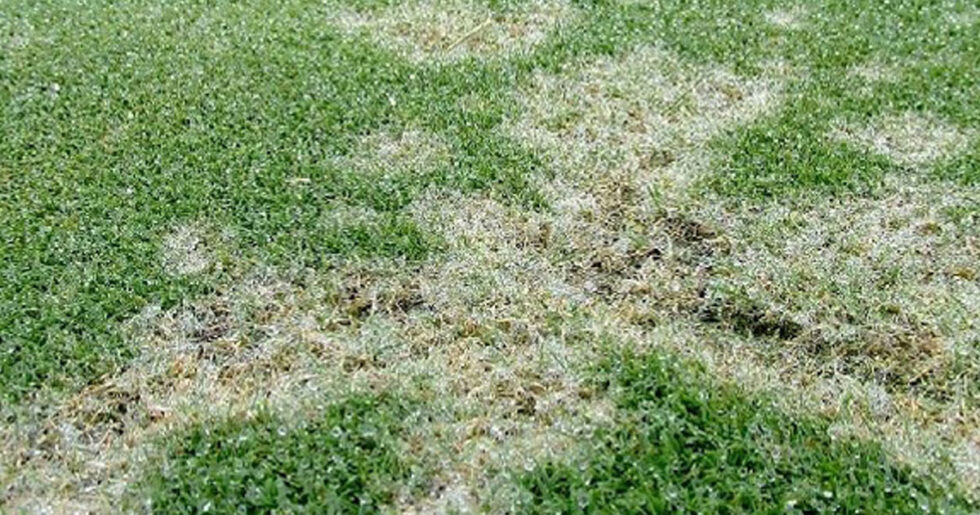 Dollar Spot | Ankara As Tarım Tohumculuk