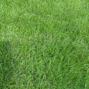 Festuca Arundinacea (Rizomlu)