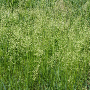 Poa Trivialis