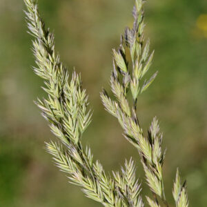 Festuca Ovina