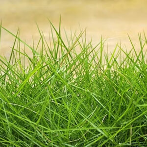 Festuca Rubra Commutata
