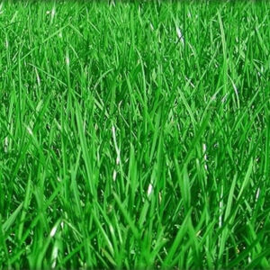 Lolium Perenne Alpha Centauri