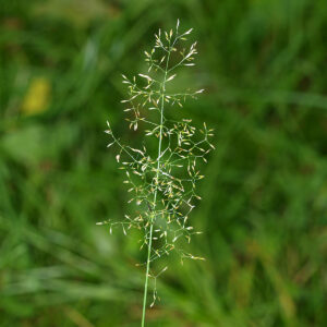 Agrostis Stolonifera