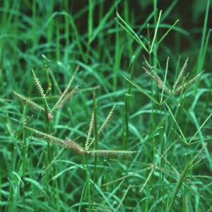 Cynodon Dactylon (Bermuda Grass)