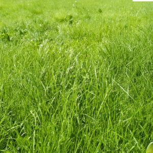 Poa Pratensis