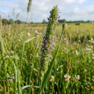Çayır Kelp Kuyruğu (Phleum pratense) | Ankara As Tarım Tohumculuk