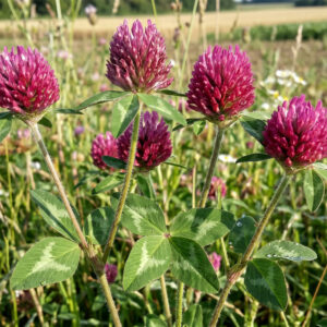 Çayır Üçgülü - Trifolium Pratense | Ankara As Tarım Tohumculuk