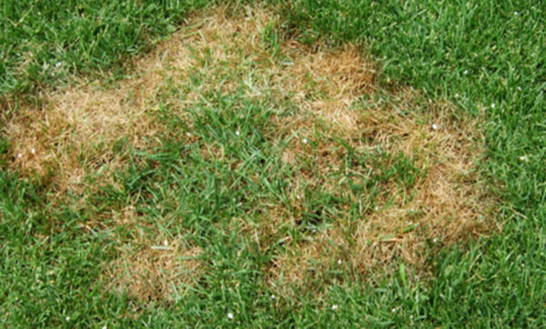 Çökerten (Pythium Blight) | Ankara As Tarım Tohumculuk