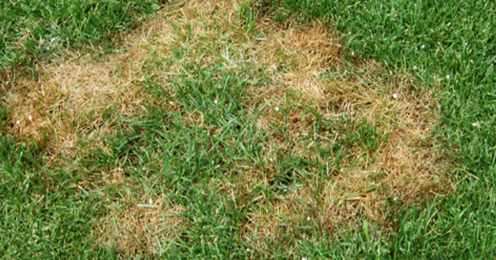 Çökerten (Pythium Blight) | Ankara As Tarım Tohumculuk