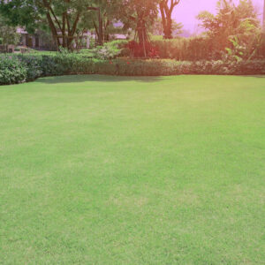 Cynodon Dactylon (Bermuda Grass)