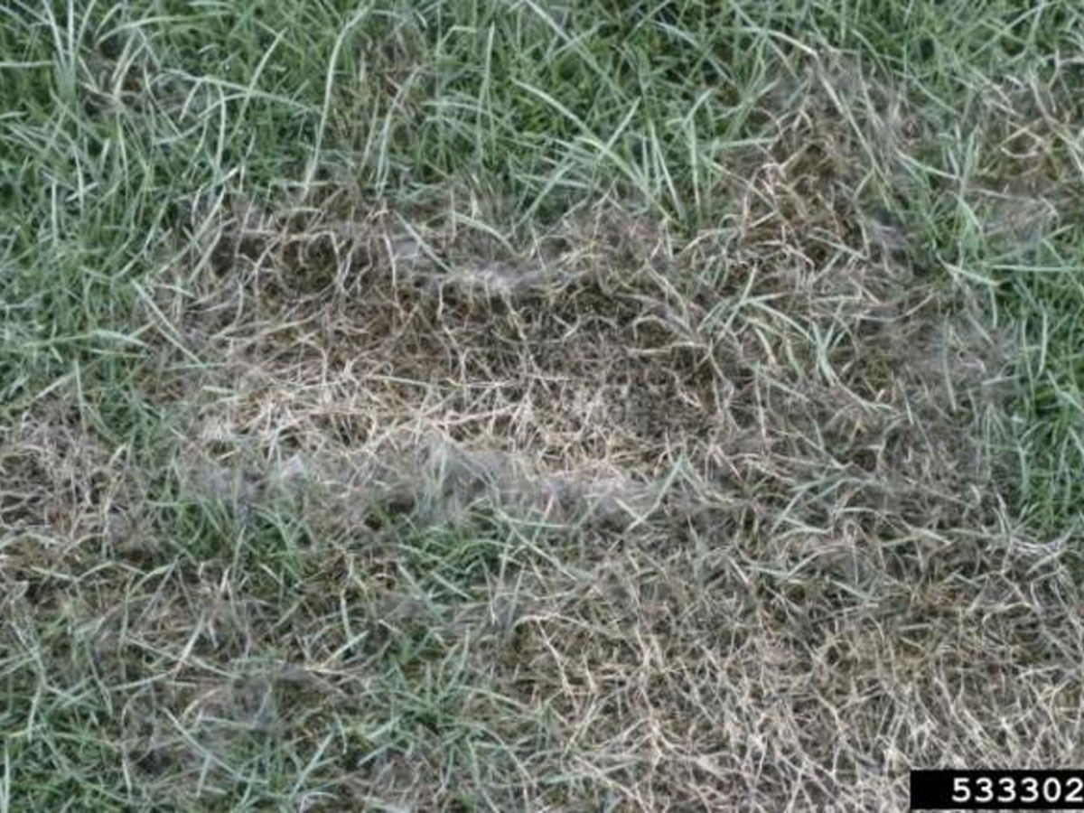 Dip Çürümesi  | Ankara As Tarım Tohumculuk