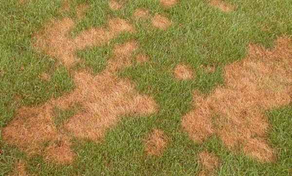 Dip Çürümesi | Ankara As Tarım Tohumculuk