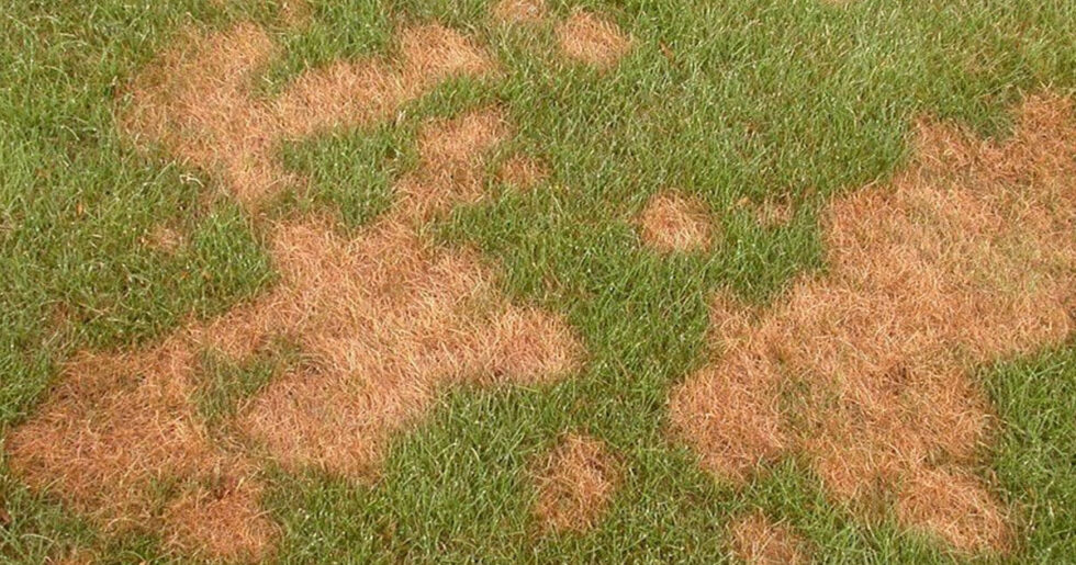 Dip Çürümesi | Ankara As Tarım Tohumculuk