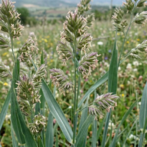 Domuz Ayrığı - Dactylis Glomerata | Ankara As Tarım Tohumculuk