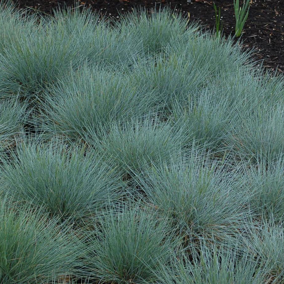 Festuca Ovina