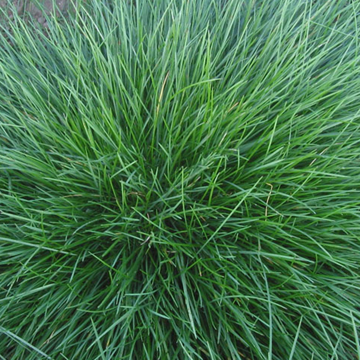 Festuca Ovina - Görsel 2