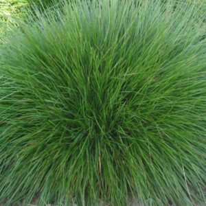 Festuca Rubra Commutata