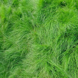 Festuca Rubra Rubra
