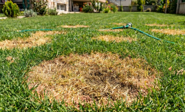 Fusarium Blight | Ankara As Tarım Tohumculuk