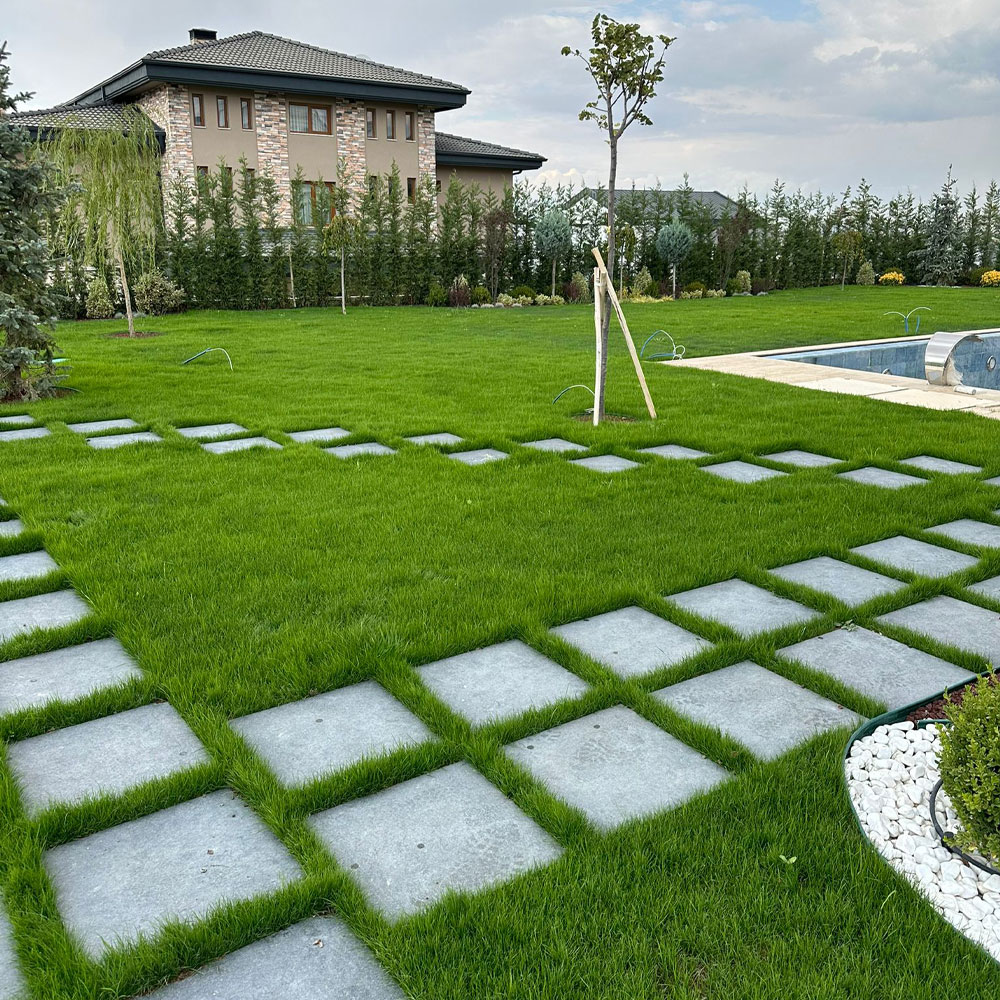 Green King 6M Favori | Ankara As Tarım Tohumculuk