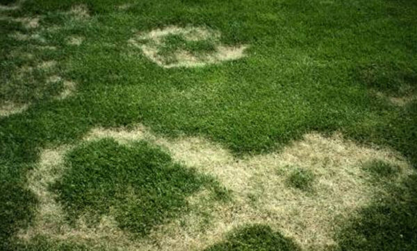 Gübre Yanığı | Ankara As Tarım Tohumculuk