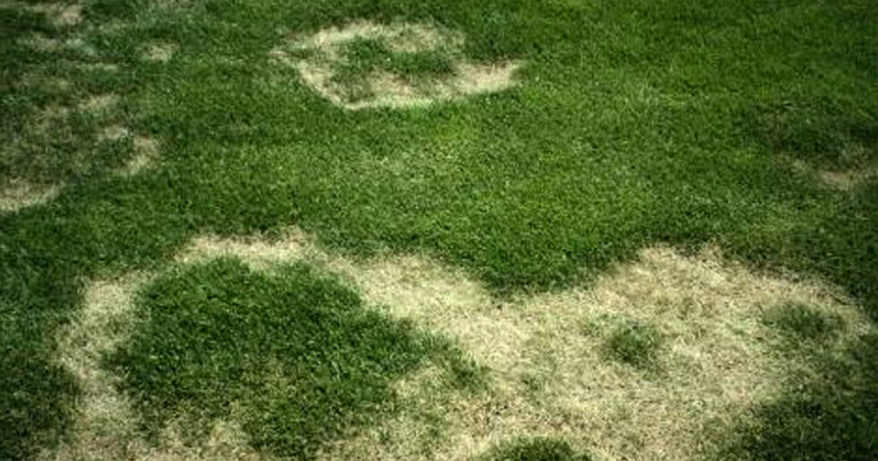 Gübre Yanığı | Ankara As Tarım Tohumculuk