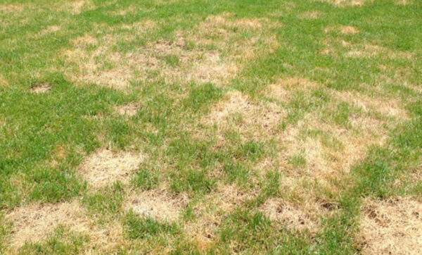 Kahverengi Yama Hastalığı | Ankara As Tarım Tohumculuk