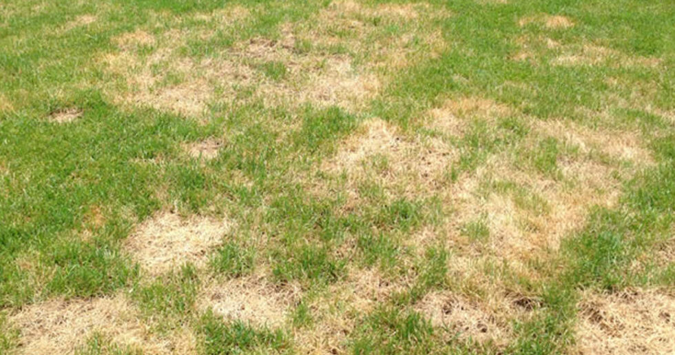 Kahverengi Yama Hastalığı | Ankara As Tarım Tohumculuk