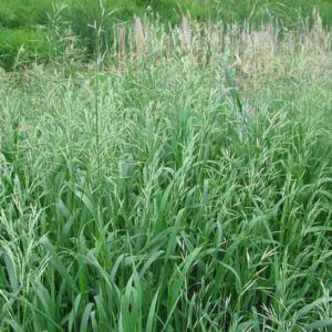Kılçıksız Brom (Bromus inermis)