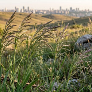Kılçıksız Brom - Bromus inermis | Ankara As Tarım Tohumculuk