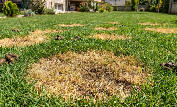 Köpek Dışkı Lekeleri | Ankara As Tarım Tohumculuk