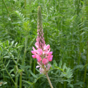 Korunga | Ankara As Tarım Tohumculuk