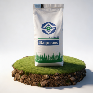 İtalyan Çimi (Baqueano Ryegrass)