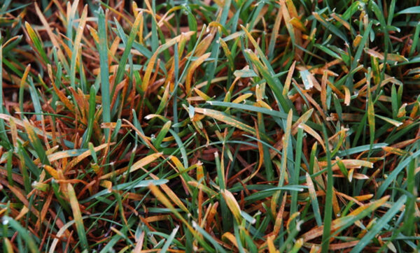 Pas (Rust) | Ankara As Tarım Tohumculuk