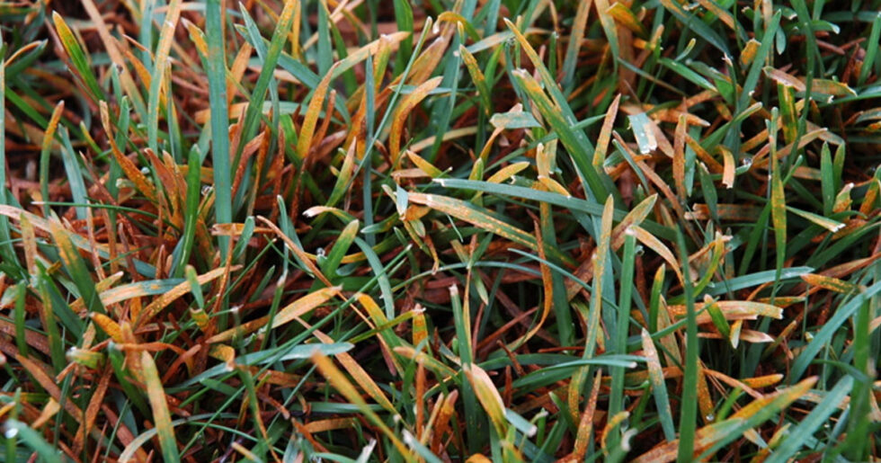 Pas (Rust) | Ankara As Tarım Tohumculuk