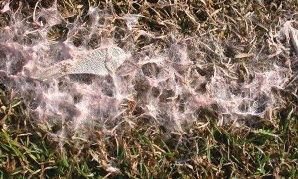 Pembe Kar Küfü | Ankara As Tarım Tohumculuk