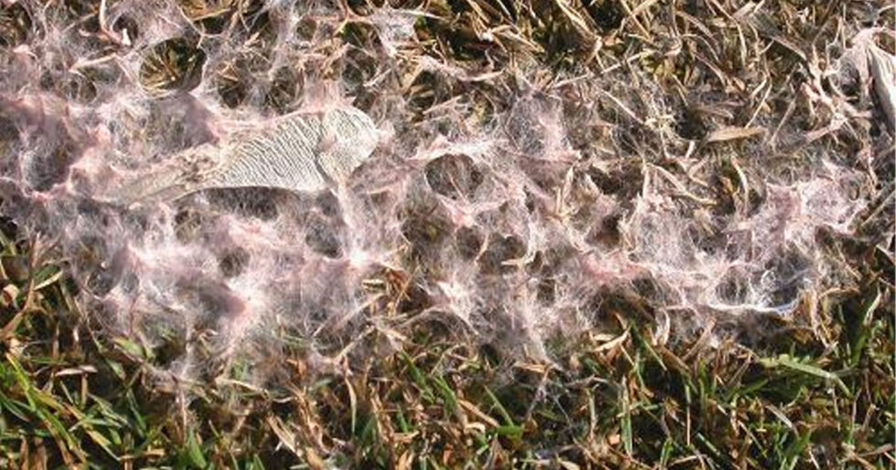 Pembe Kar Küfü | Ankara As Tarım Tohumculuk