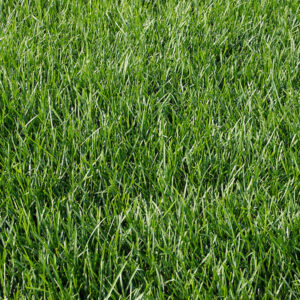 Poa Pratensis