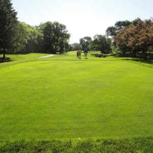 Poa Trivialis