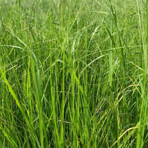Teff Grass | Ankara As Tarım Tohumculuk