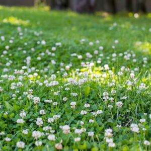 Trifolium Repens