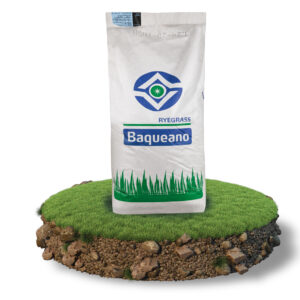 İtalyan Çimi (Baqueano Ryegrass)