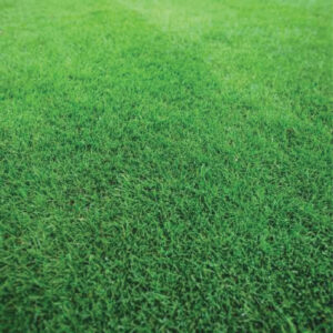 Green King 4M Power | Ankara As Tarım